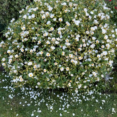 Jackie's garden