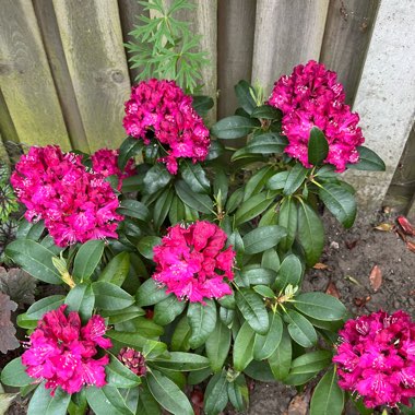 Jackie's garden