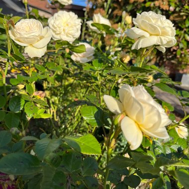 Jackie's garden