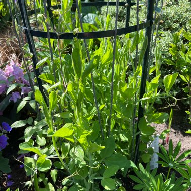 Jackie's garden
