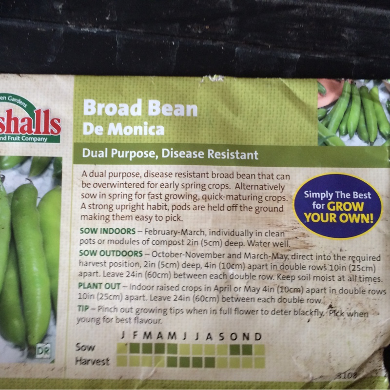 Plant image Vicia Faba 'De Monica'