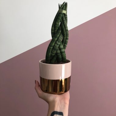 Cylindrical Snake Plant