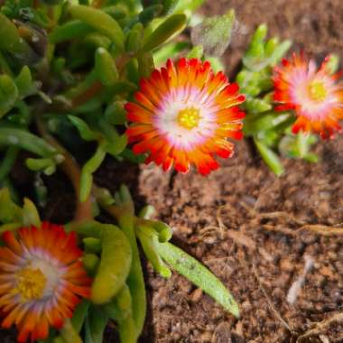 Ice Plant 'Jewel of Desert Grenade'