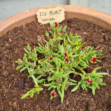 Alan's garden