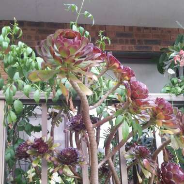 Anthony 's garden