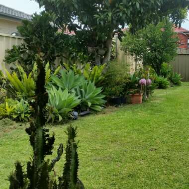Anthony 's garden