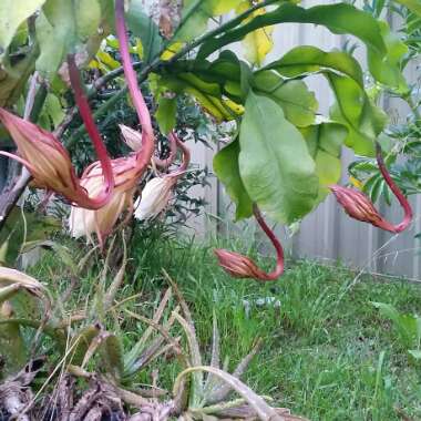 Anthony 's garden