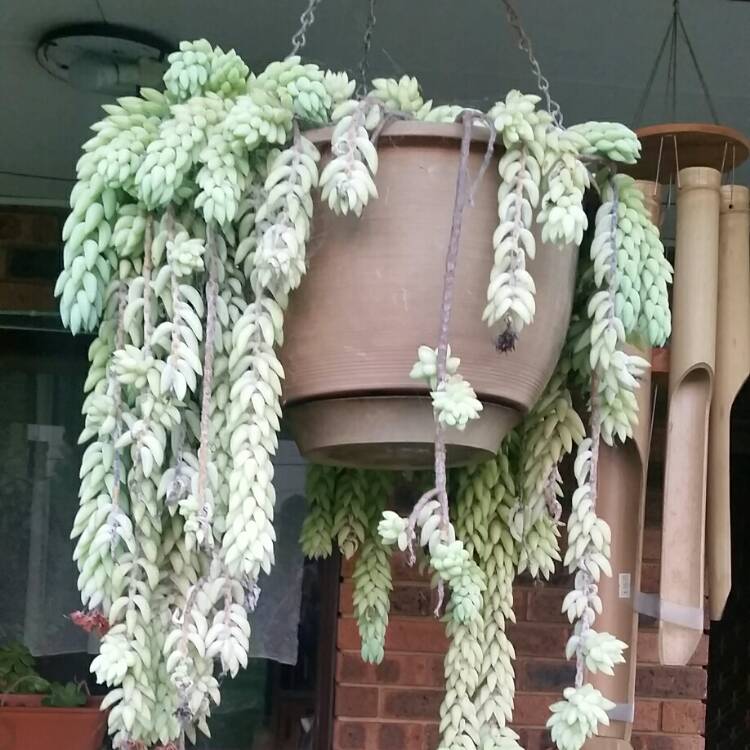 plant image 297454