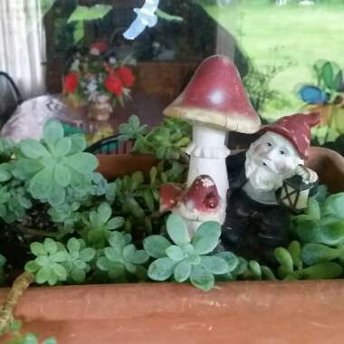 Anthony 's garden