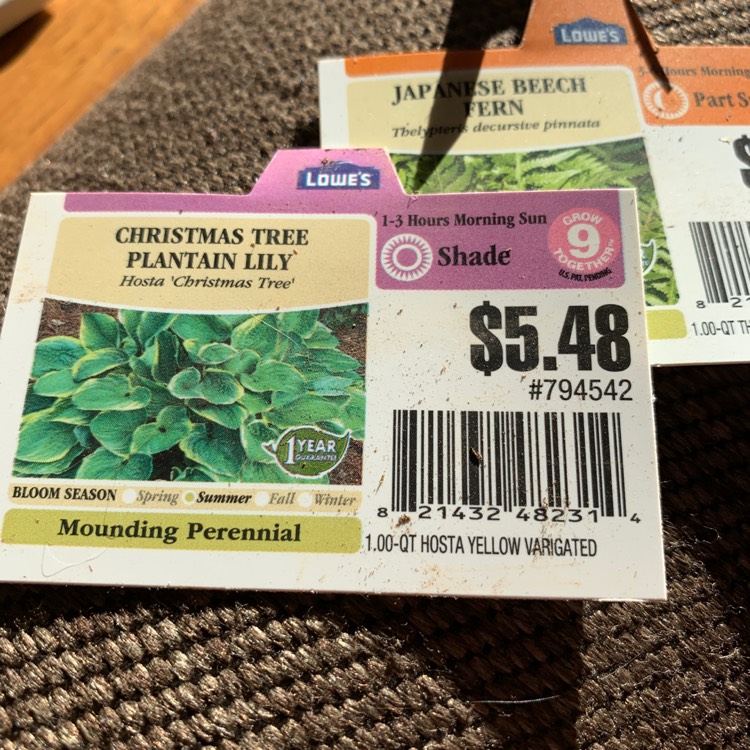 plant image 1260841