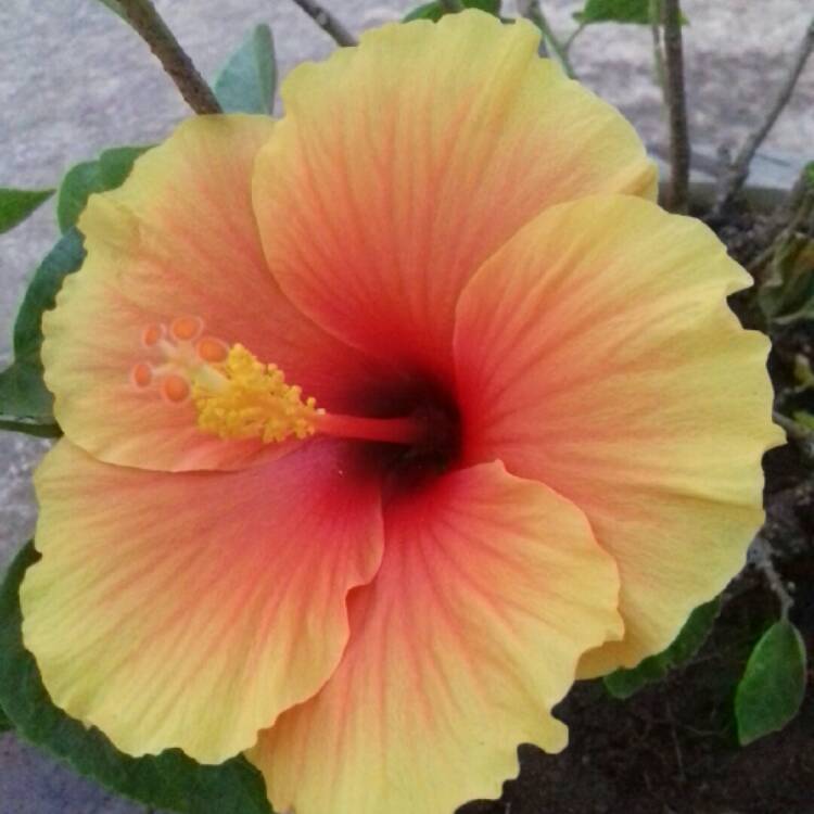 Plant image Hibiscus rosa-sinensis 'Hawaiian Sunset'