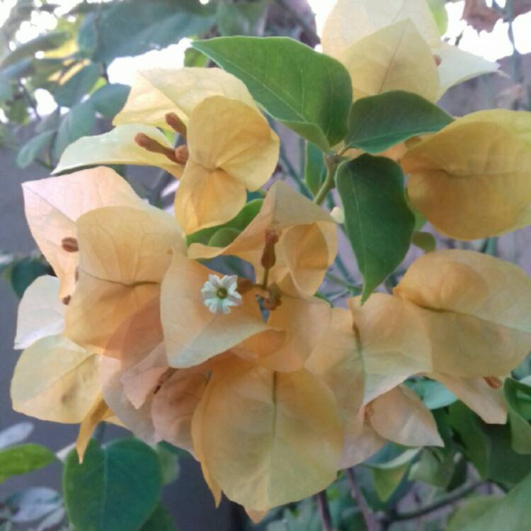 Plant image Bougainvillea 'California Gold'
