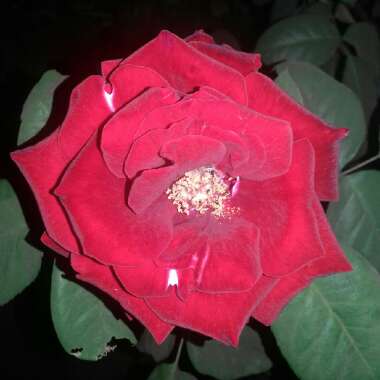 Camellia japonica 'Red Red Rose'