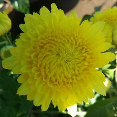 Chrysanthemum 'Morden Canary Yellow'