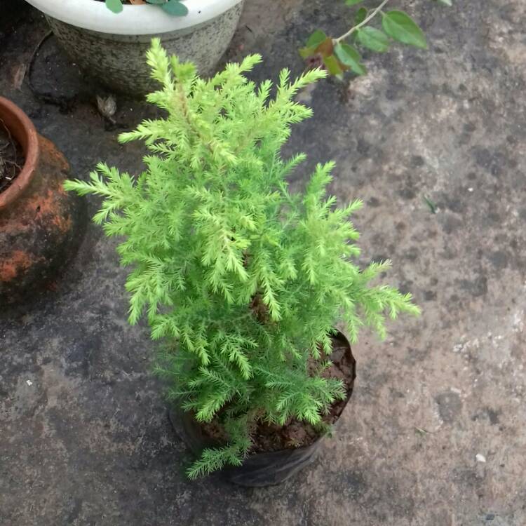 plant image 1212149