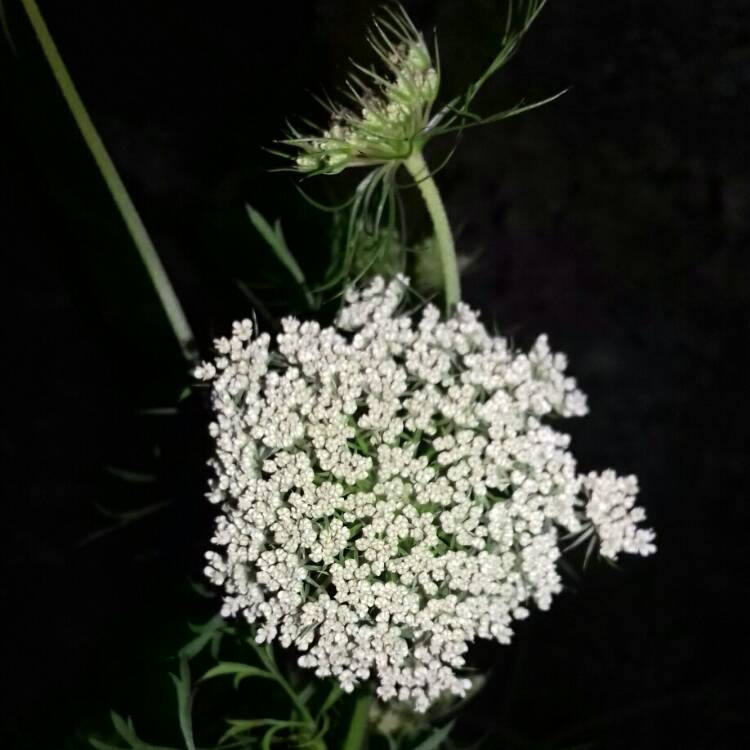 Plant image Daucus carota