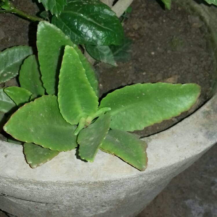 plant image 1221699
