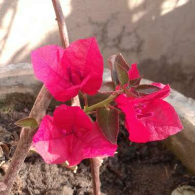 Bougainvillea 'Elsbeth'