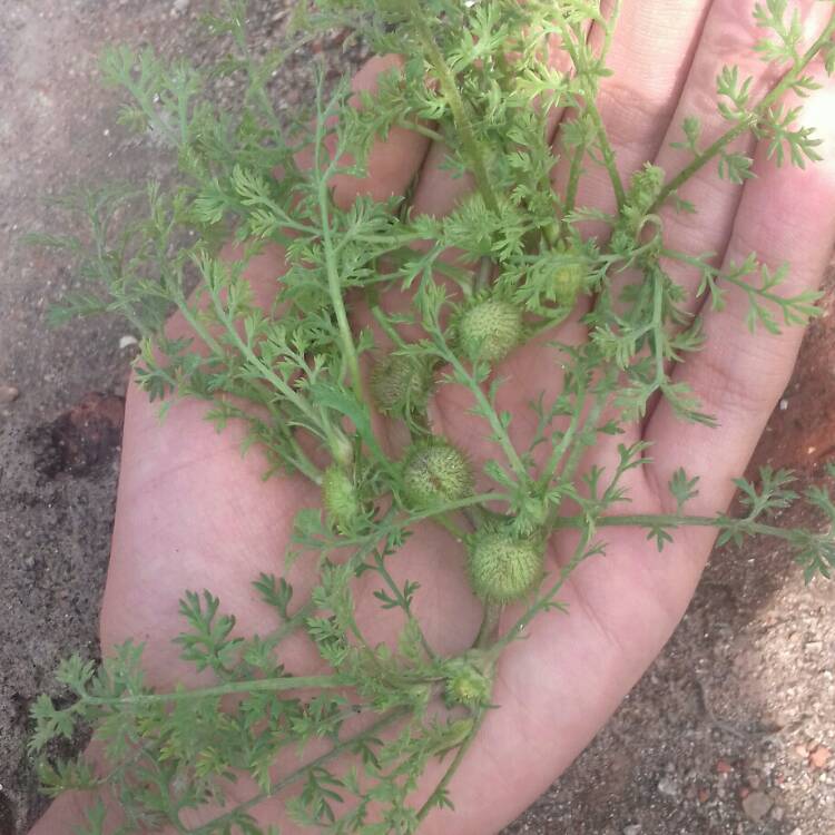Plant image Matricaria discoidea
