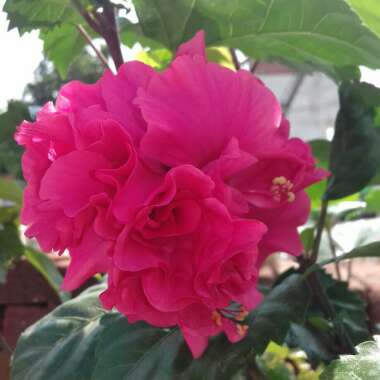 Hibiscus rosa-sinensis 'Mrs Andreasen'