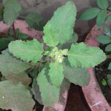 Ocimum tenuiflorum syn. Ocimum sanctum