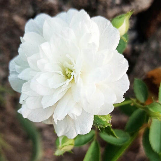 plant image 1300671