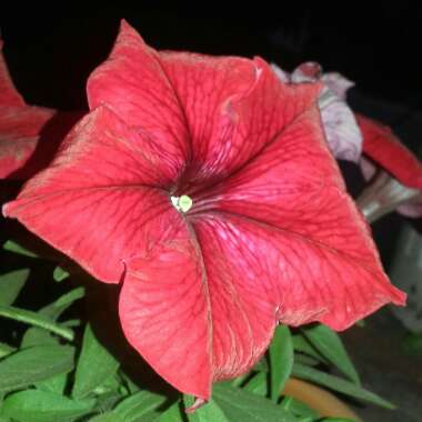 Petunia 'Happitunias-Black Cherry'