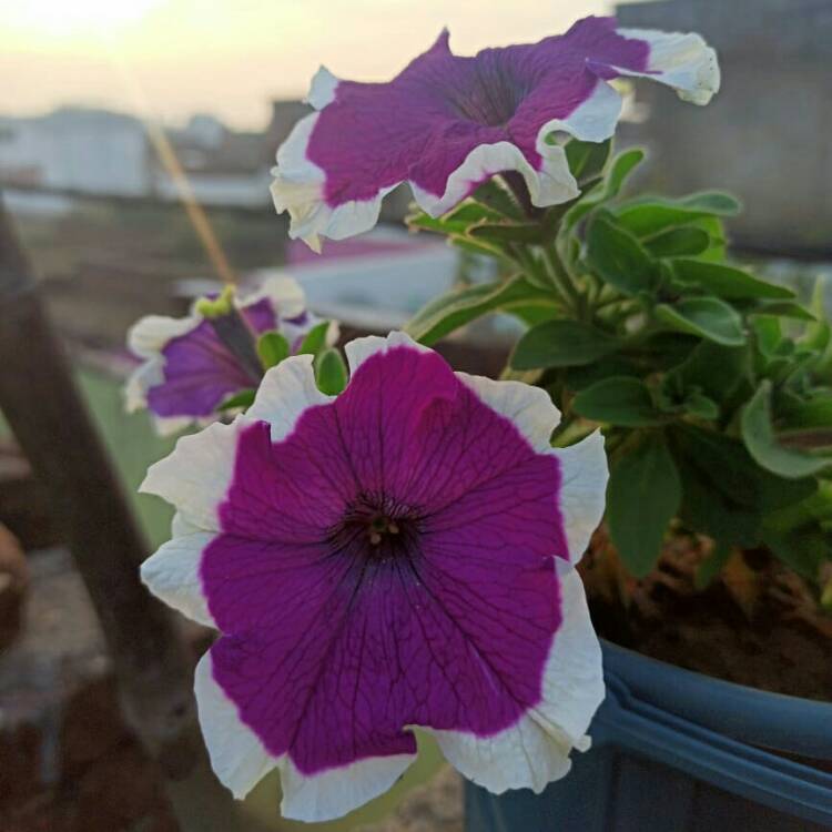 plant image 1436180