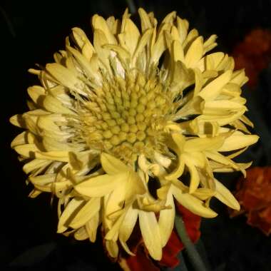 Gaillardia pulchella 'Sundance Bicolor'