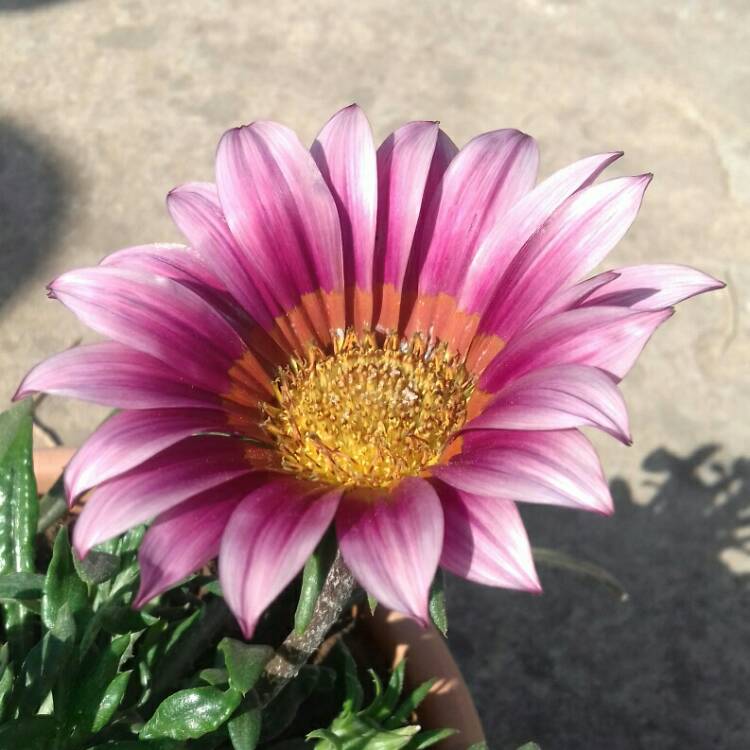 Plant image Gazania 'Kiss Rose'