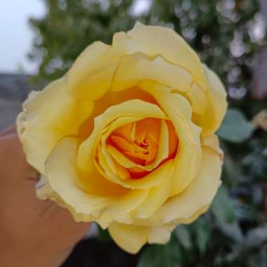 Rosa 'Golden Showers'