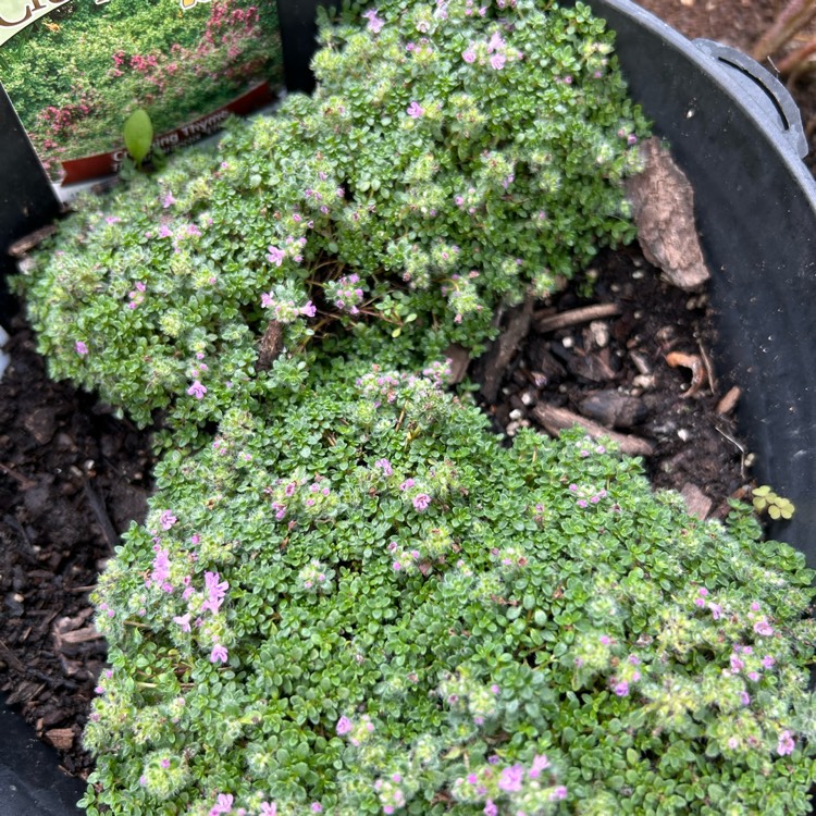 plant image 1679901