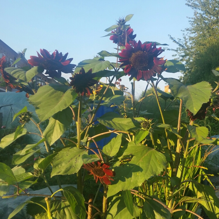 Plant image Helianthus annuus 'Moulin Rouge'