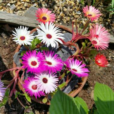 Livingstone Daisy
