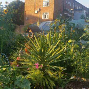 Alan's garden