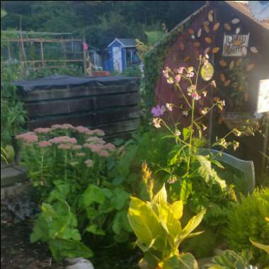 Alan's garden