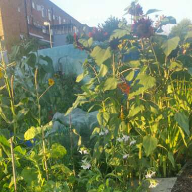 Alan's garden