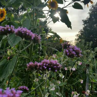 Purple Top Vervain
