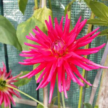 Dahlia