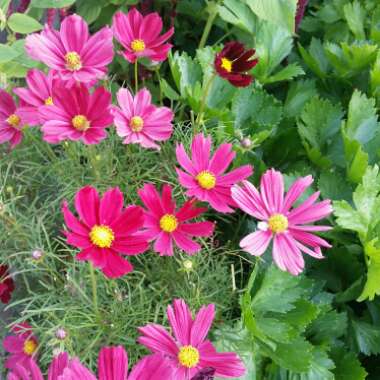 Cosmea 'Odyssey Red'
