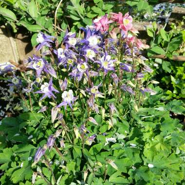 Alan's garden