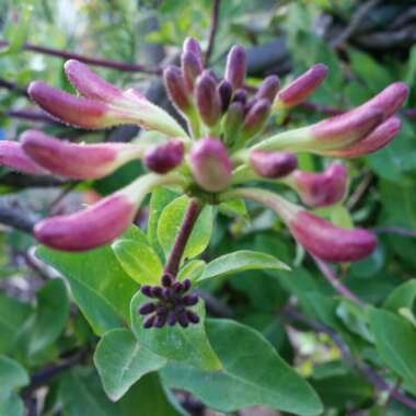 Honeysuckle