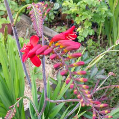 Montbretia 'Lucifer'