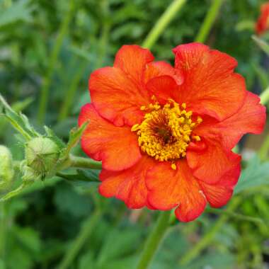 Avens