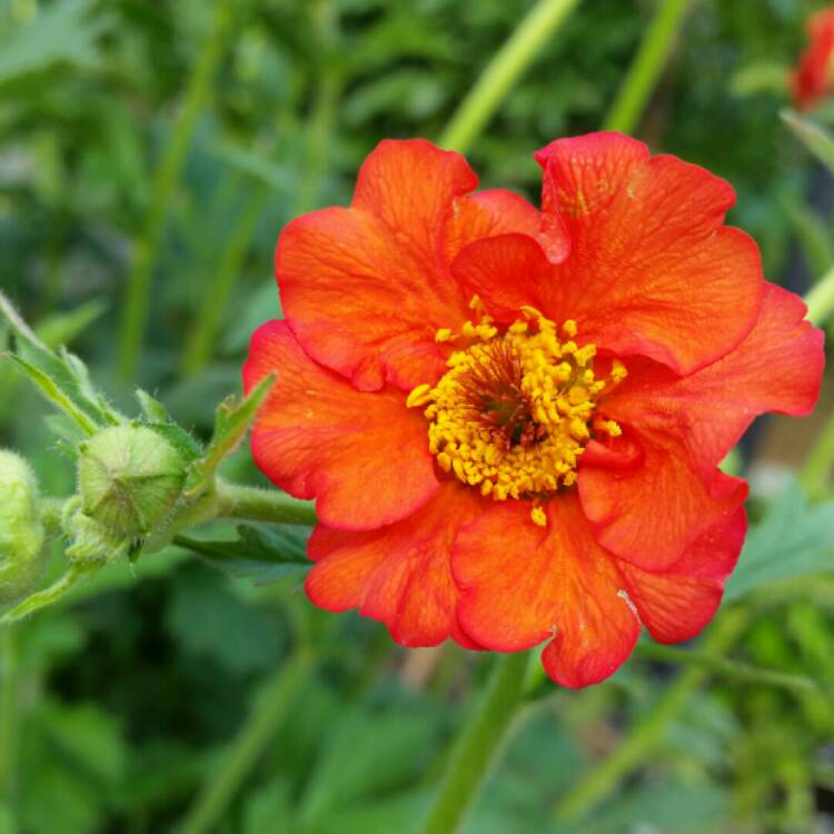 plant image 224524
