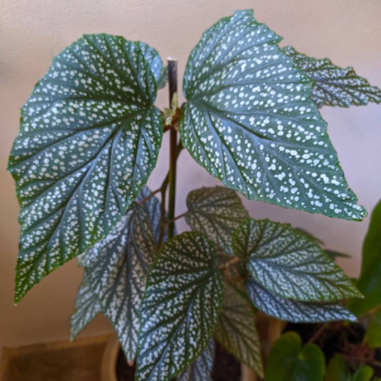 plant image 1369792