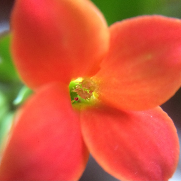 Plant image Kalanchoe blossfeldiana 'orange'