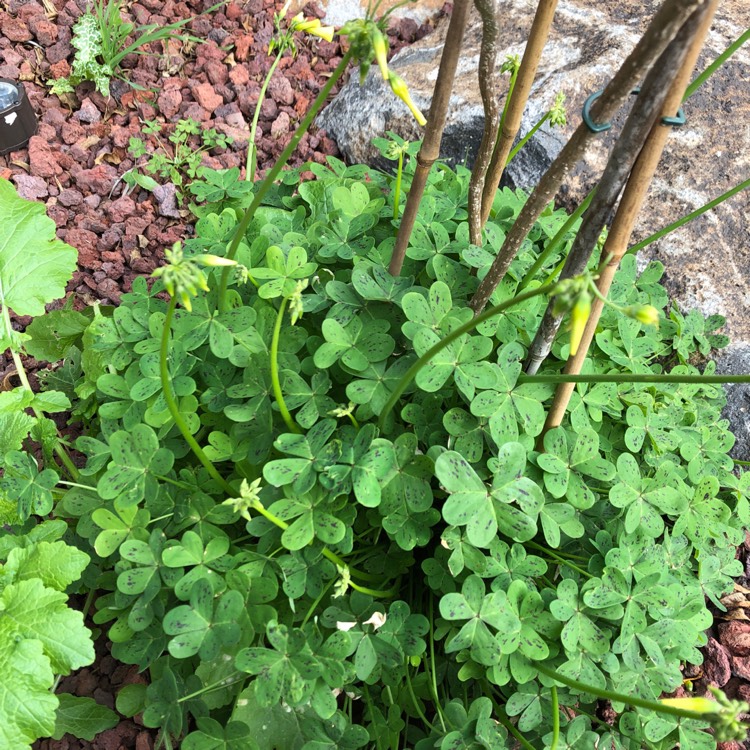 Plant image Oxalis Pes-Caprae