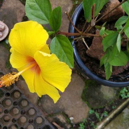 Plant image Hibiscus rosa-sinensis 'Athenacus'