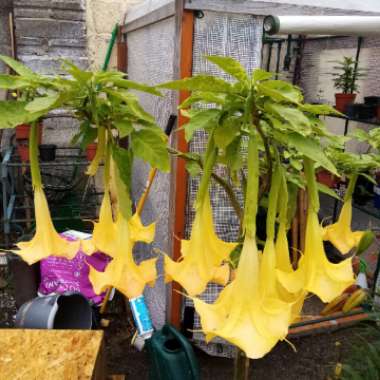 Brugmansia